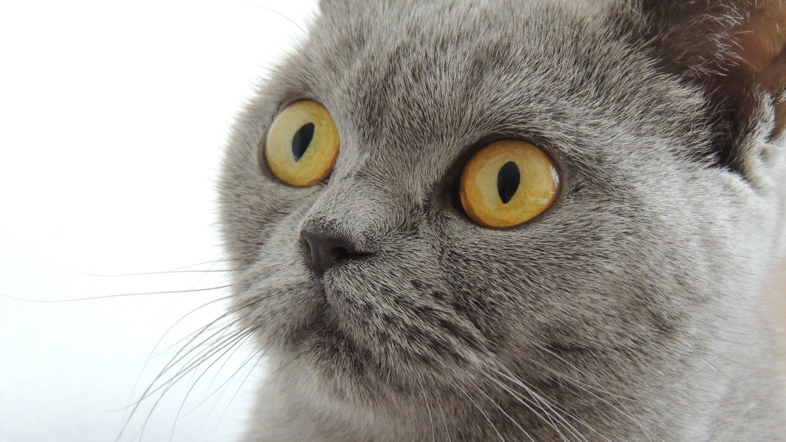 北京鸭通过轮转战术强化整体对抗强度,z型北京鸭